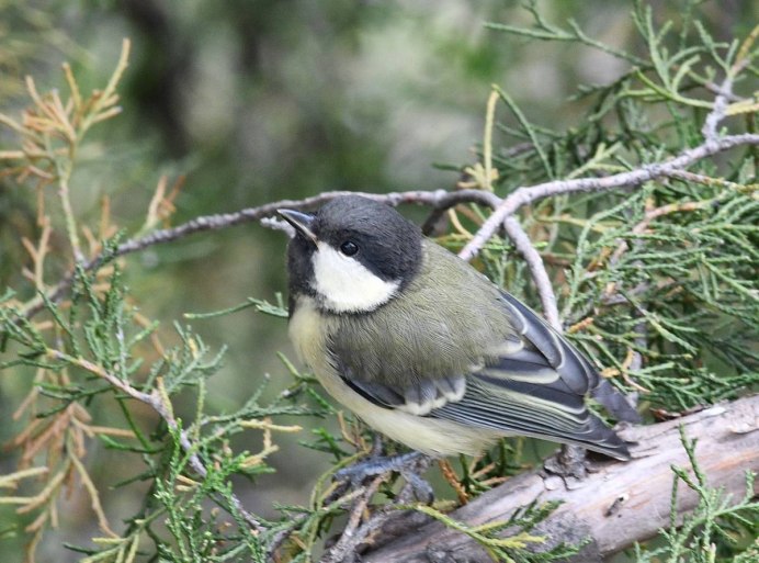 Восточная синица Parus Minor
