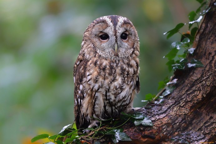 Серая неясыть