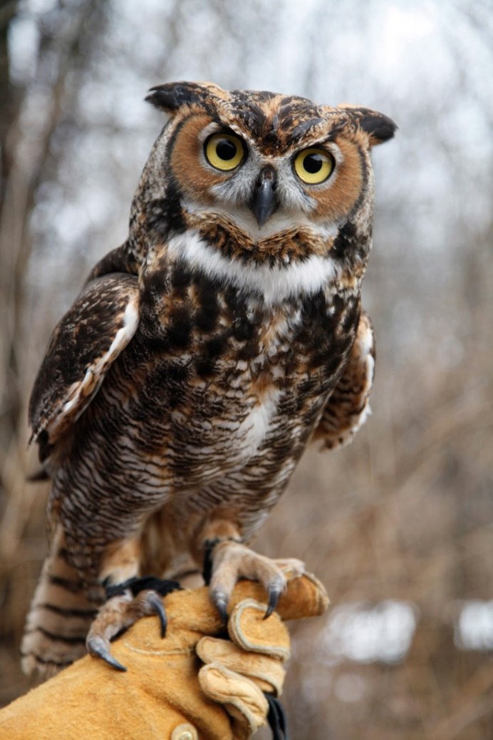 Совообразные Совы