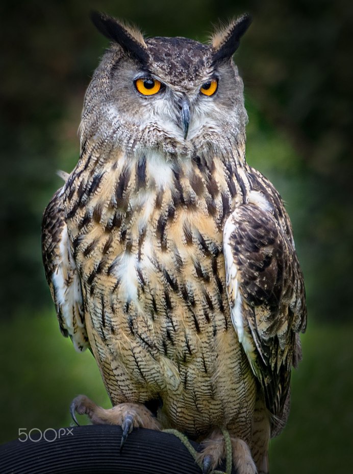 Большая рогатая Сова Бубо-Бубо