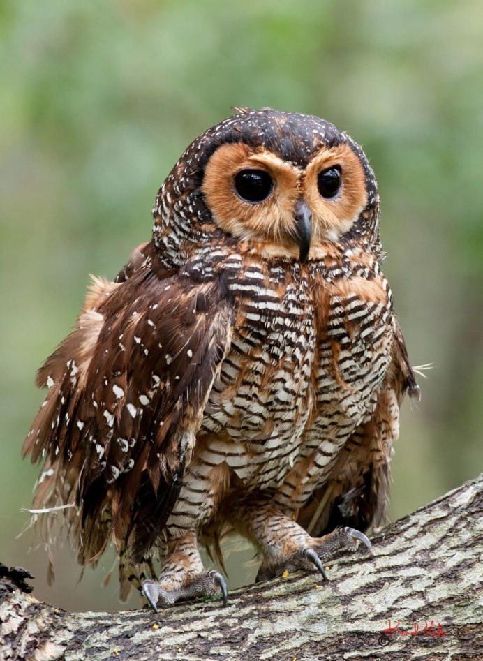 Филин Сова неясыть