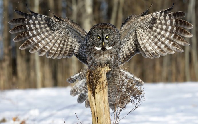 Бородатая неясыть Крылья