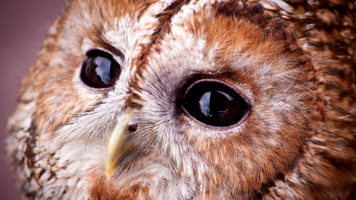 Серая неясыть клюв