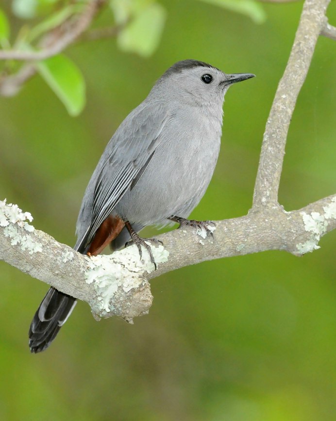 Mimus polyglottos