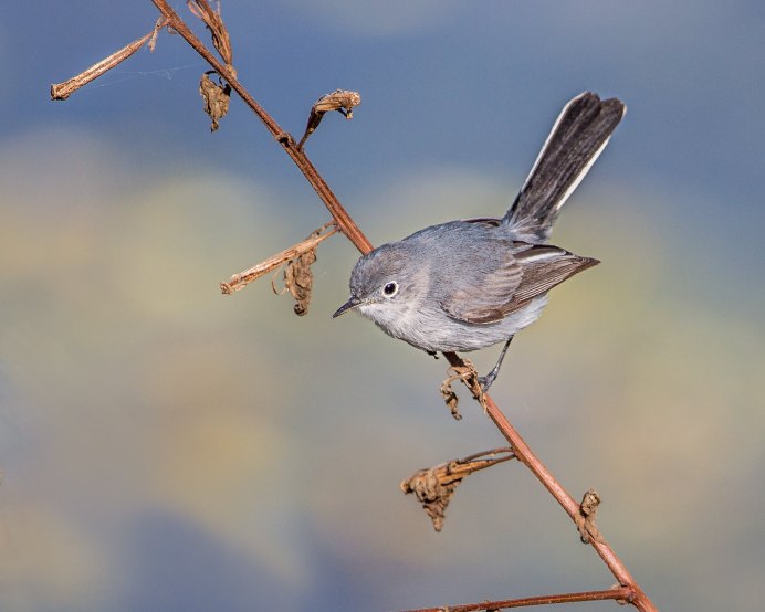 Dumetella carolinensis