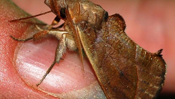 Калиптра эустригата вампир