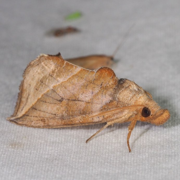 Бабочка Calyptra Eustrigata