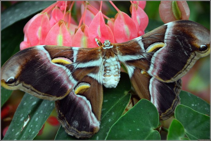 Бабочка Calyptra Eustrigata