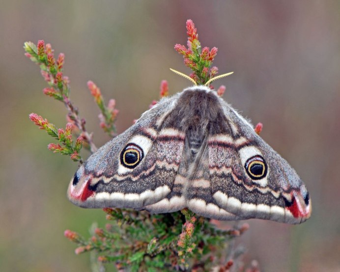 Венесуэльский мотылёк-пудель