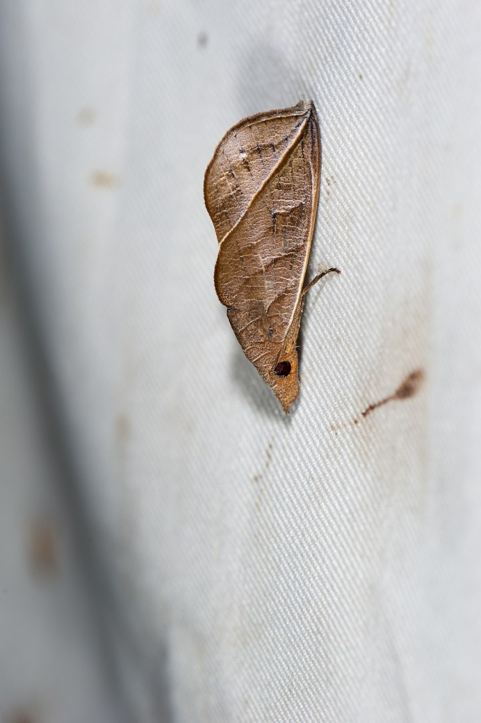 Бабочки кровопийцы