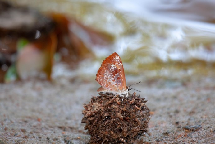 Бабочка арт деко