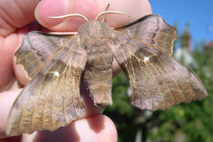 Калиптра василистниковая