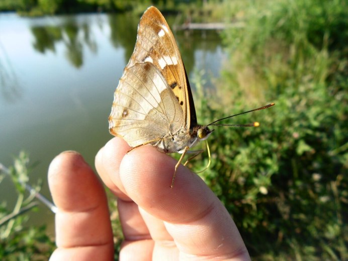 Калиптра василистниковая