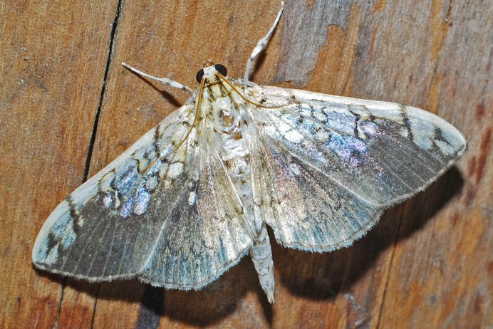 Калиптра эустригата кокон