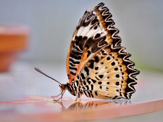 Бабочка эрцгерцог