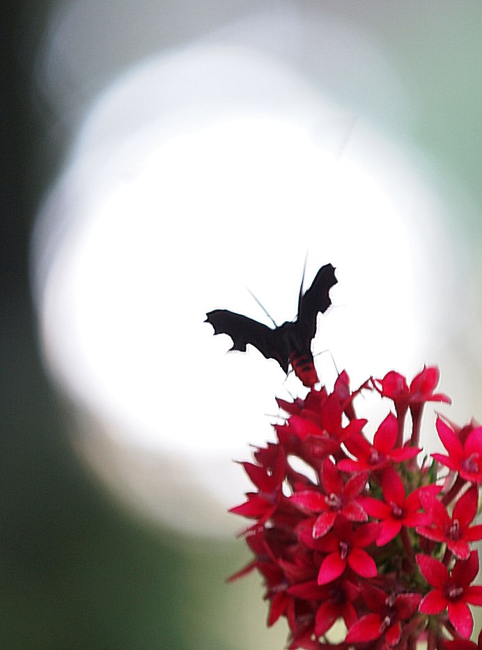 Сатурния Полифема бабочка