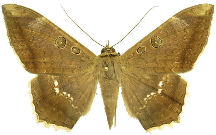 Оливковая ЭКОФОРА бабочка