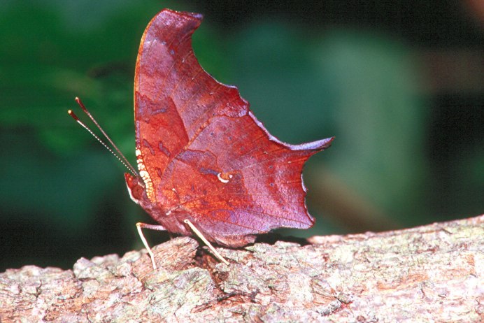 Бабочки кровопийцы