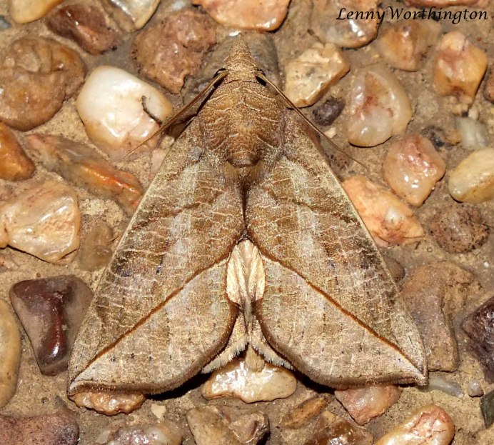 Бабочка вампир