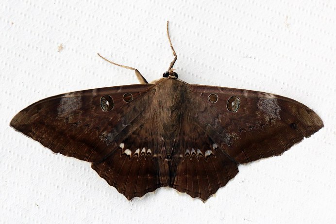 Бабочки кровопийцы