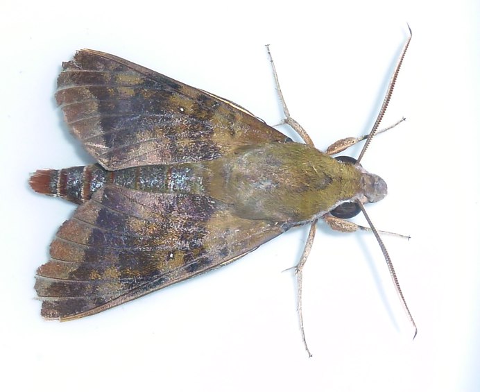 Мотылек с усиками