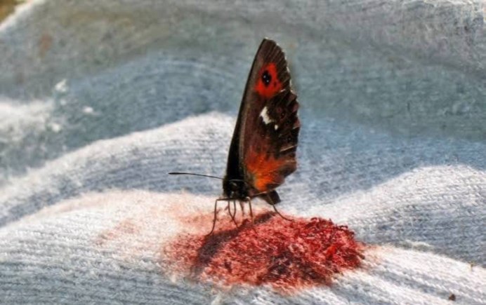 Моль платяная шелкопряд