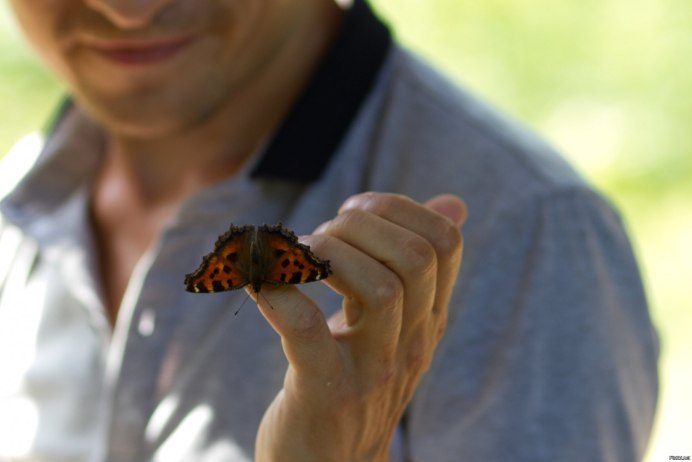 Моль платяная шелкопряд