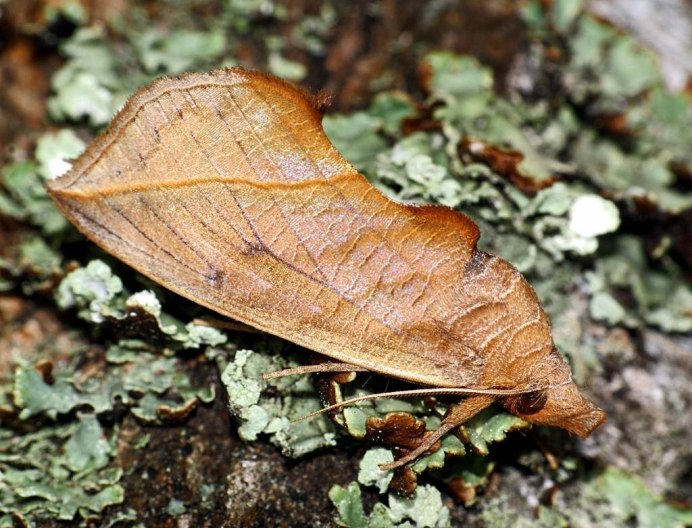 Калиптра императора