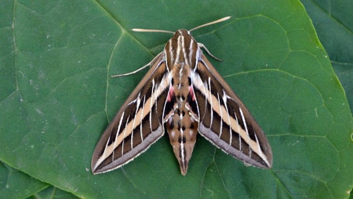 Сатурния Павлиноглазка Селена