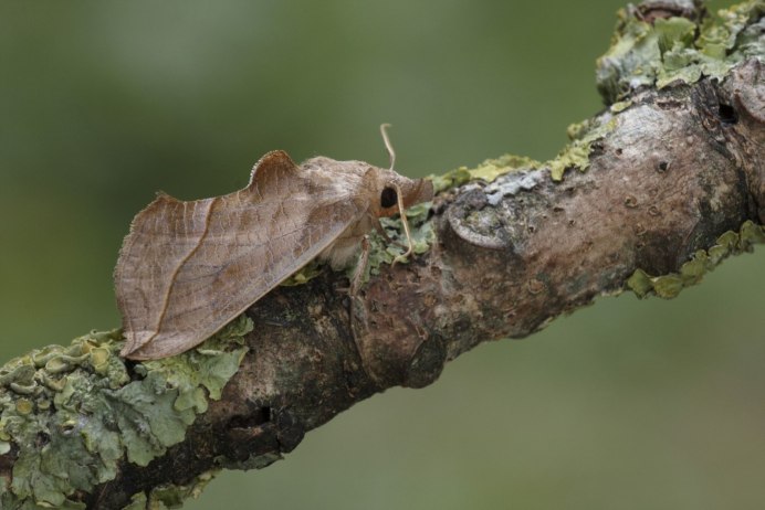 Мотылек сверху