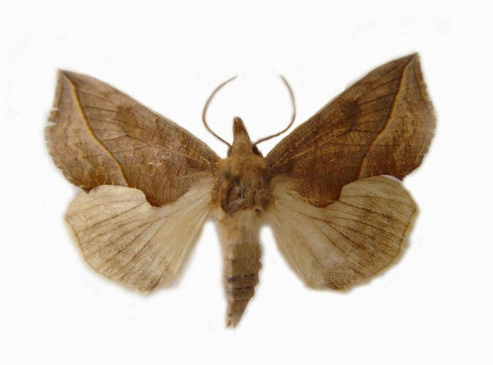 Калиптра эустригата