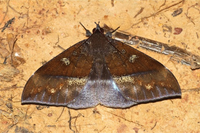 Hawkmoths (Sphingidae