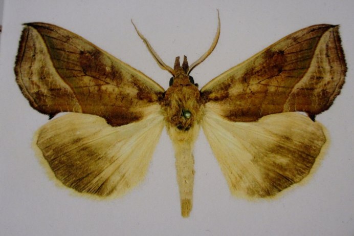 Калиптра василистниковая бабочка