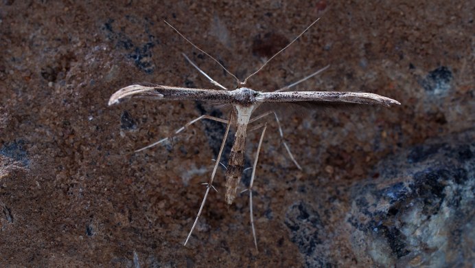 Бабочка калиптра эустригата