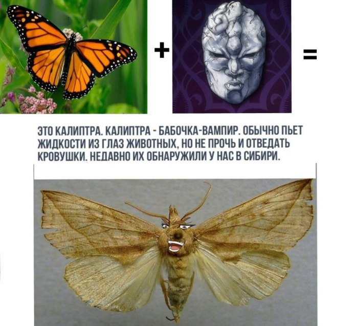 Бабочка вампир калиптра