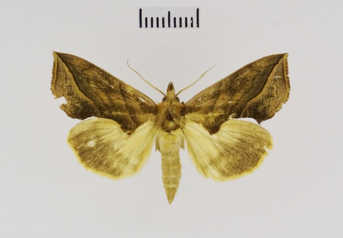 Бабочки вампиры в Сибири