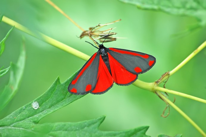 Совка серая