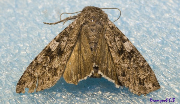 Калиптра ботаника