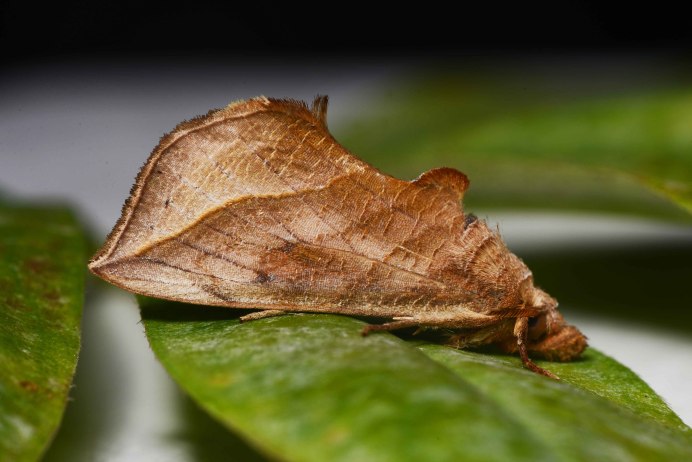 Калиптра эустригата