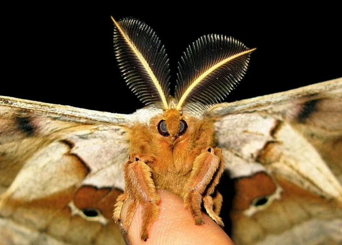 Тейнопальпус Императорский бабочка