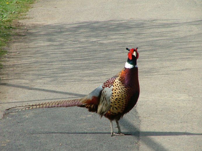 Фазан охотничий обыкновенный