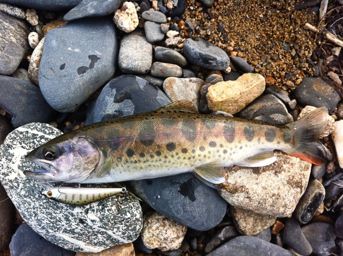 Salmo trutta caspius