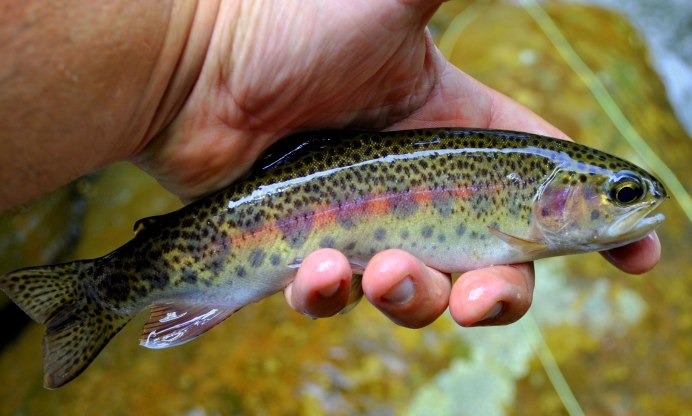 Salmo trutta