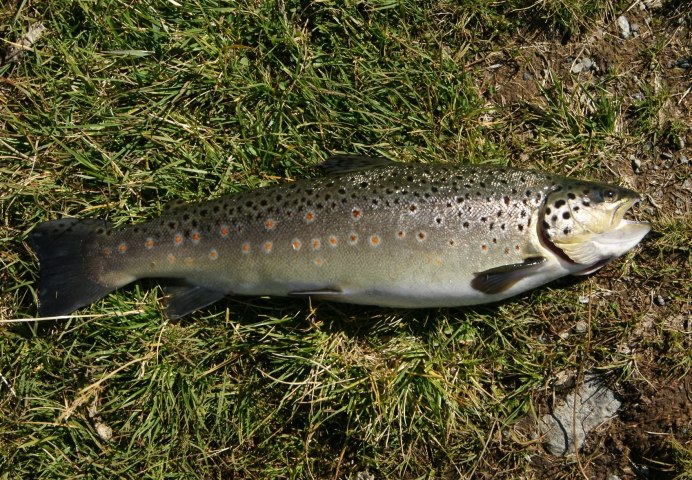 Кумжа Черноморская (Salmo trutta labrax)