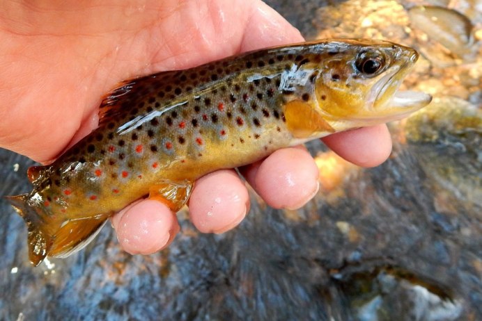 Форель Salmo trutta