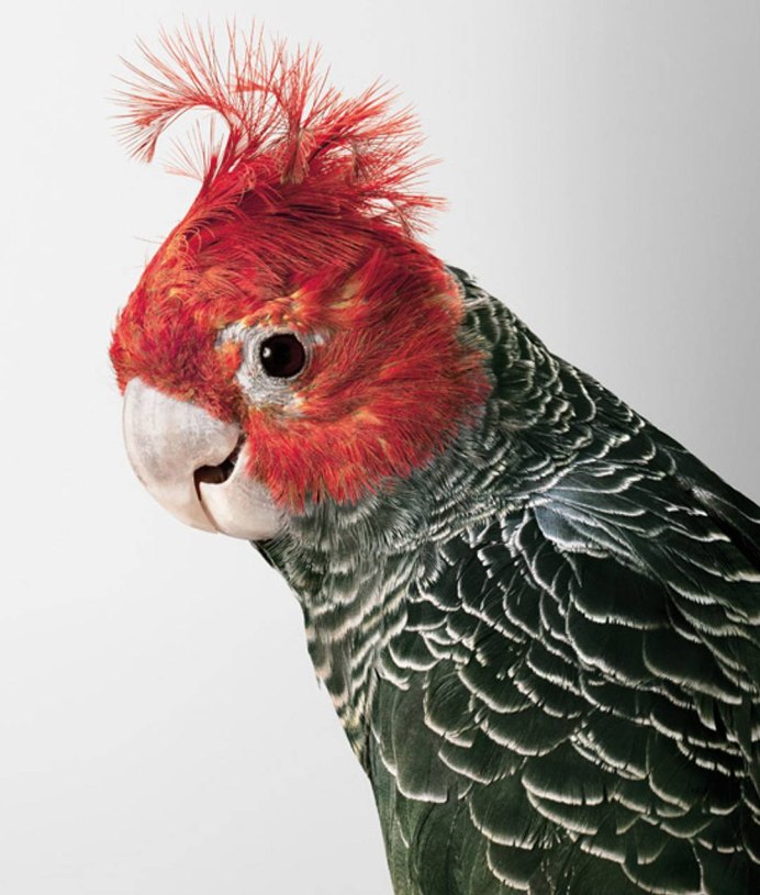 Волнистый попугай Бандурка