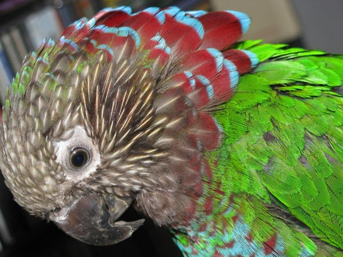 Попугай Какаду лысый