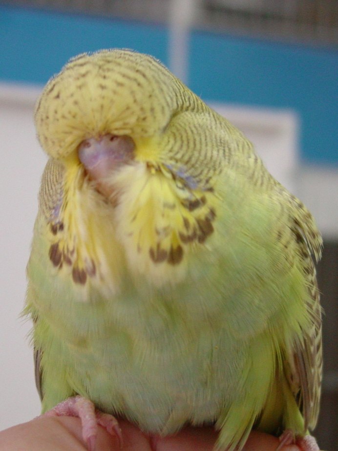 Красноплечий Райский попугай