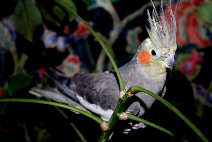 Попугай корелла