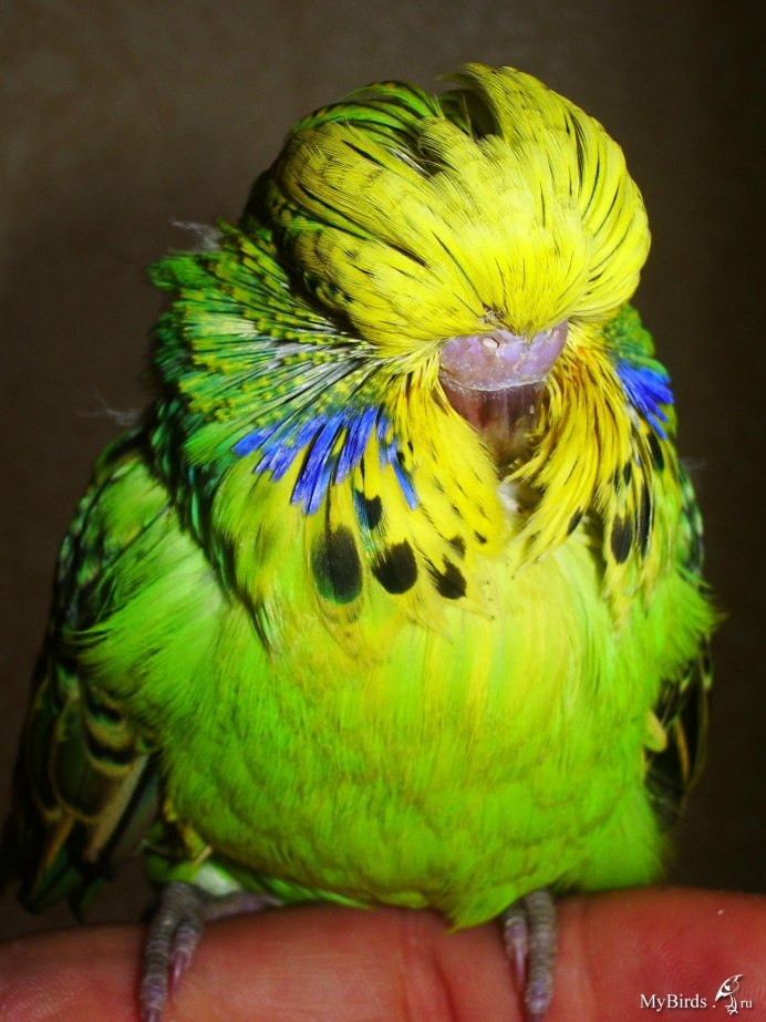 Попугай породы Чех